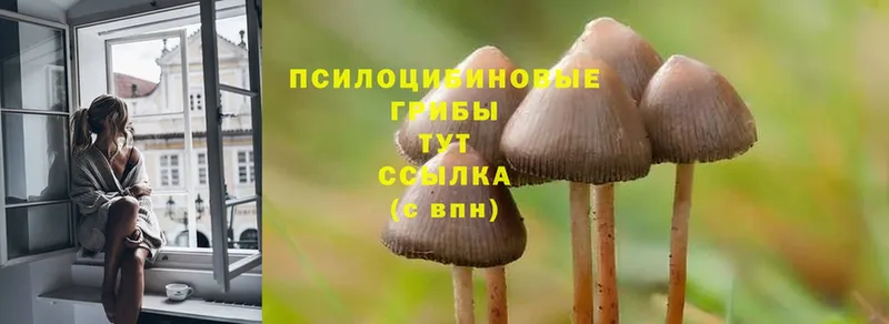 MEGA ССЫЛКА  Покров  Псилоцибиновые грибы Magic Shrooms 